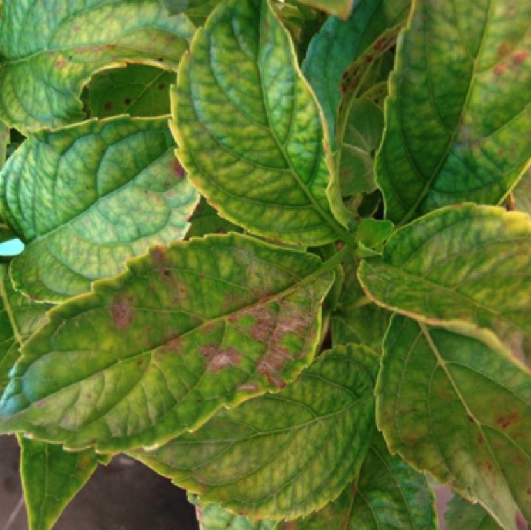 Yellow blotches can be seen on areas infected with E. polygoni mainly on the upper side of the leaves.